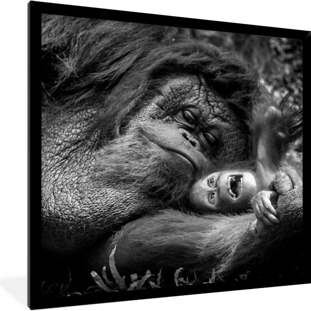 MuchoWow Gerahmtes Poster Liebender Orang-Utan mit Jungtier in Schwarz und Weiß 40x40 cm - Poster mit Schwarzem Bilderrahmen Wandposter Rahmen F...