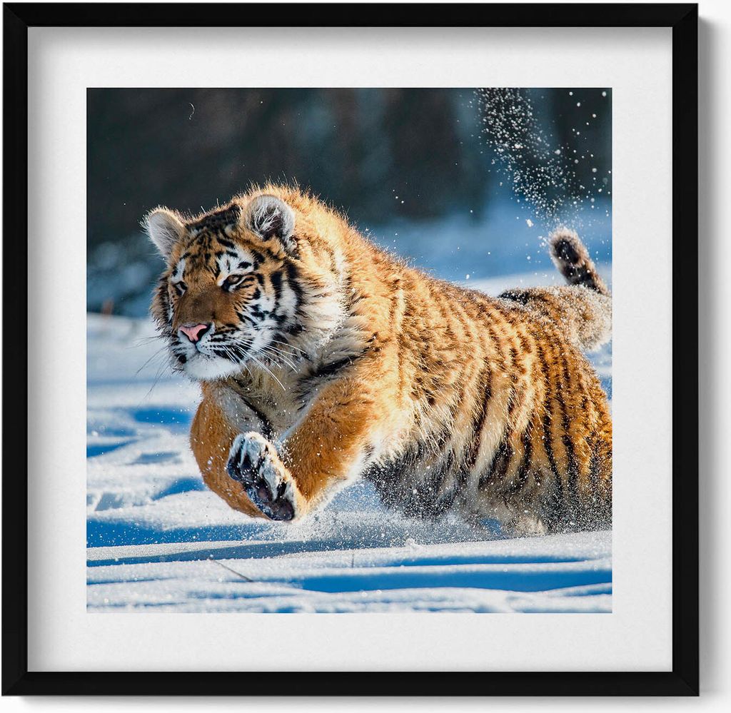 Geschwollener Tiger im Schnee– Wandbild mit Rahmen – Gerahmtes Bild – Wanddekoration – 50x50 cm – Schwarz Rahmen