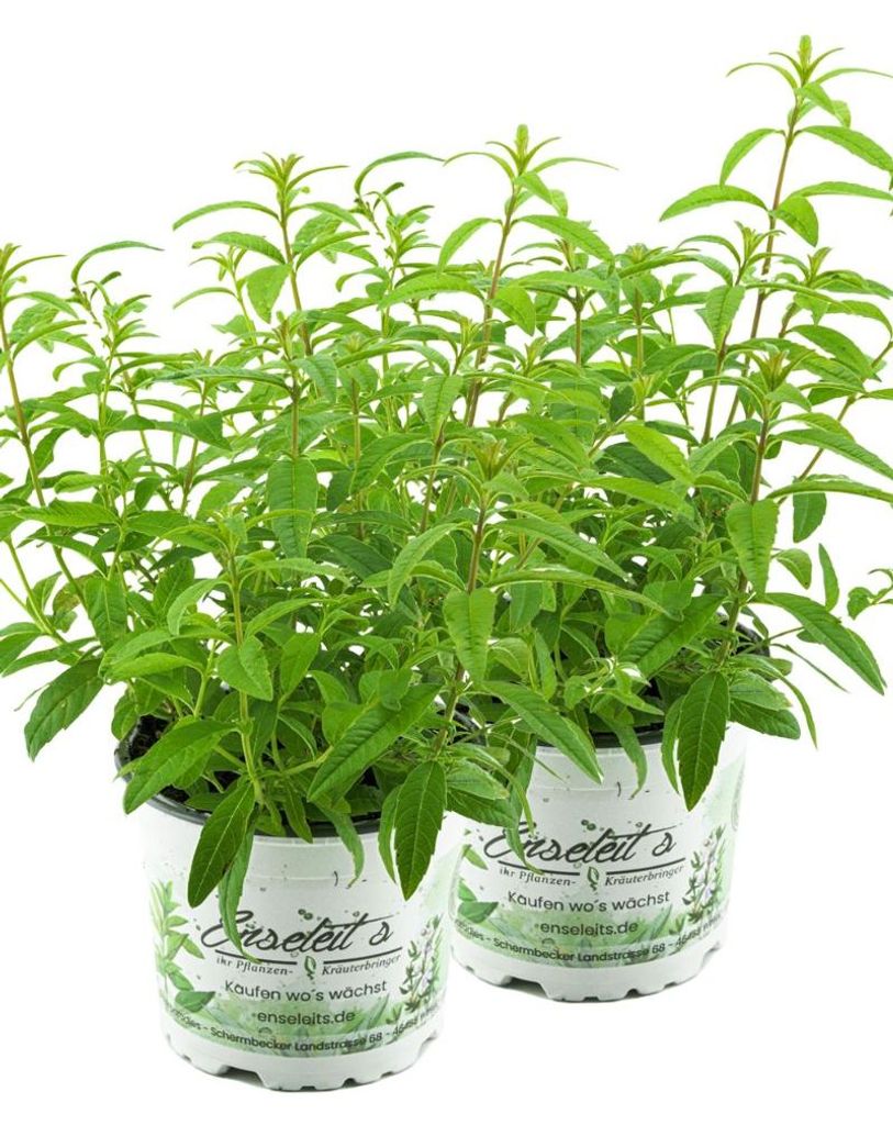 Enseleits 2er Set Zitronenstrauch, Zitronenverbene, Aloysia citrodora, Kräuter Pflanze