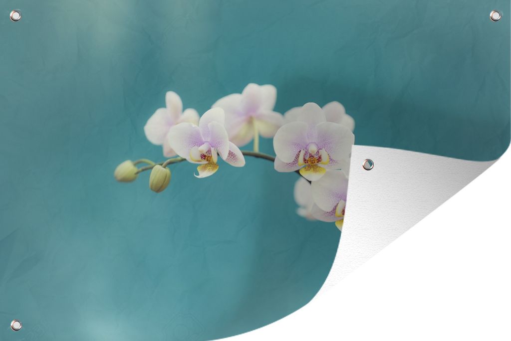 MuchoWow 60x40 cm Outdoor-Poster Gartendeko Sichtschutz Garten Poster für den Garten Weiße Orchideen auf blauem Hintergrund
