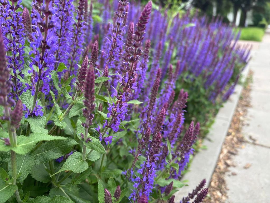 1000 Samen Salvia nemorosa ‘Superba’  Zier-Salbei Produktbild 