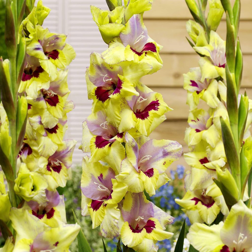 Gladiolus Mieczyk Oracle 5 pièces Bulbes de glaïeuls Image du produit 