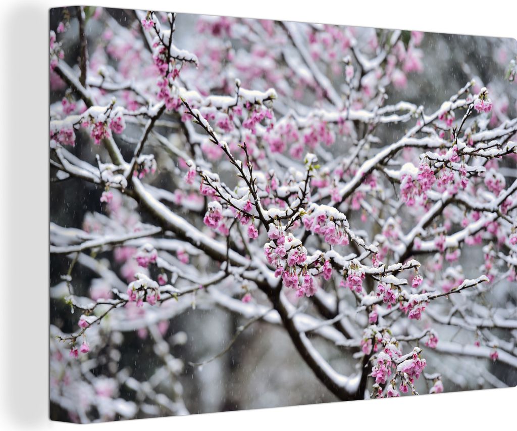 OneMillionCanvasses - Leinwandbilder - 150x100 cm, Nahaufnahme einer verschneiten Sakura, Wandbilder Kunstdruck Wanddekoration