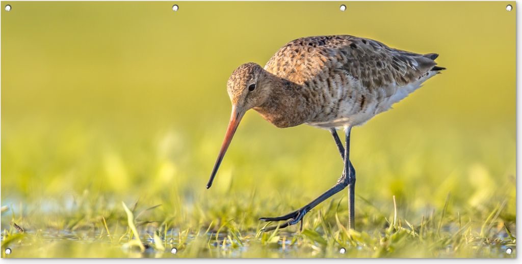 MuchoWow 160x80 cm Outdoor-Poster Gartendeko Sichtschutz Garten Poster für den Garten Vögel - Gras - Landschaft - Uferschnepfe