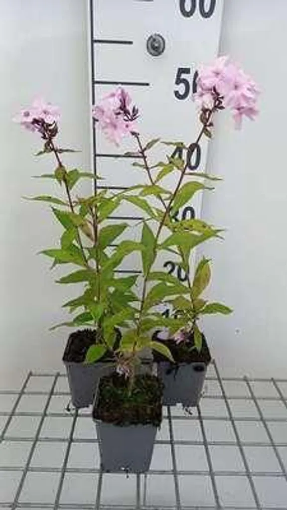 Aménager un massif fleuri avec 6 Phlox Pink Pastel en pot de 9 cm