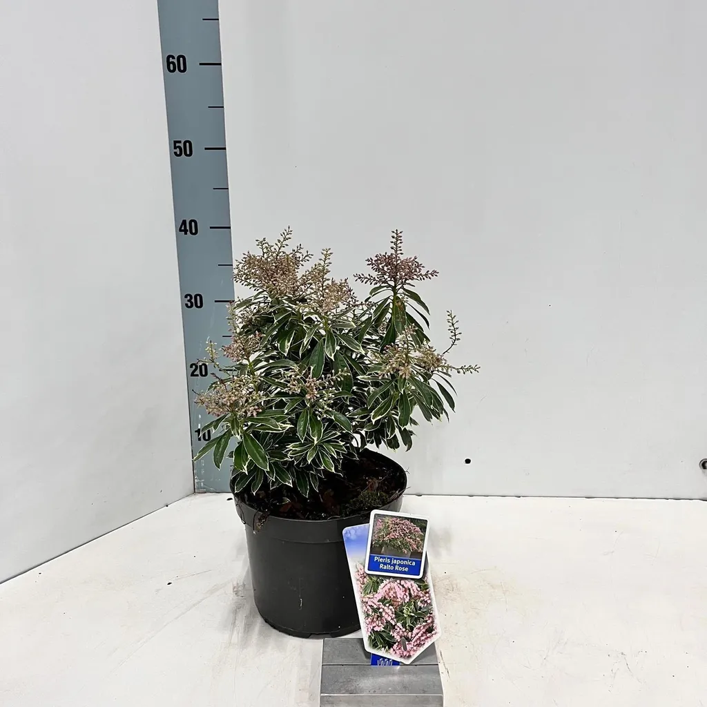 Plante pour terrasse ombragée : Pieris Ralto Rose en pot 30-40 cm