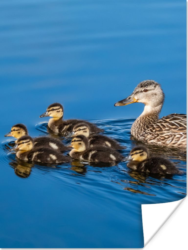MuchoWow Poster Ente - Wasser - Vogel - Braun 30x40 cm - Wandplakat - Poster Kinderzimmer