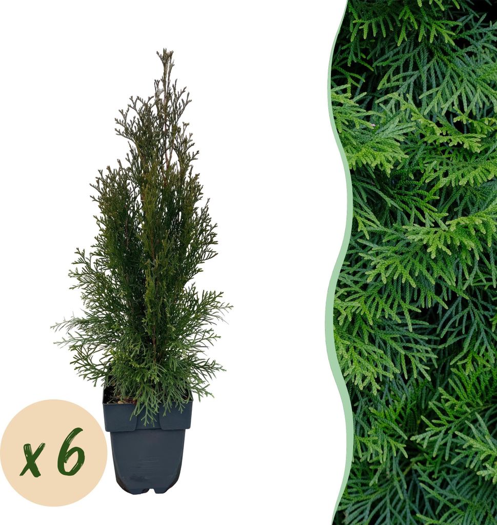 Lebensbaum Thuja occidentalis Smaragd – Immergrüne Heckenpflanze – 6 Pflanzen – 17 cm x H60 cm – Dichte, grüne Hecke