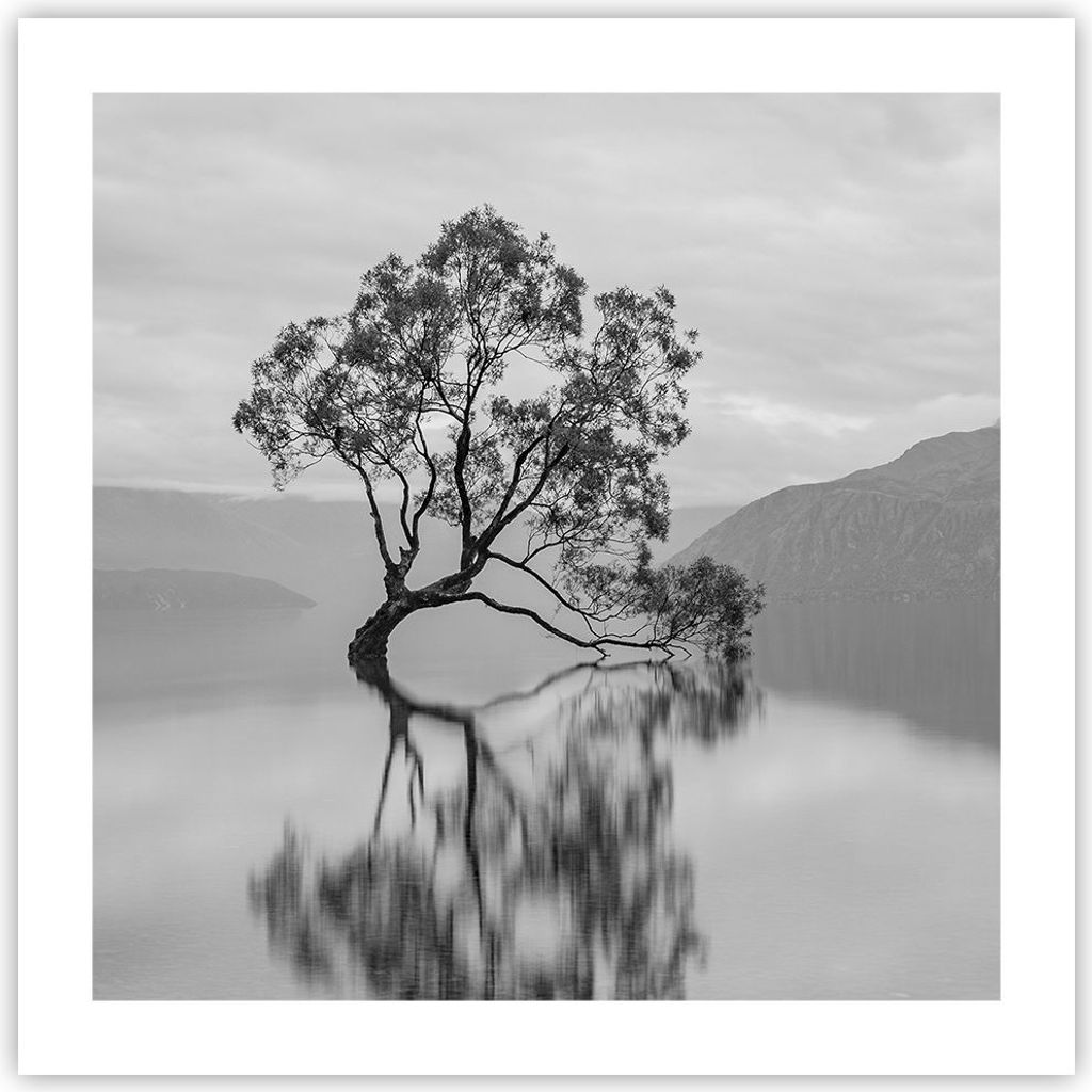 Poster - Poster ohne Rahmen - Baum Symmetrie See - 50x50 cm - Wand Bild - Wanddeko - Wandbilder - Kunstposter - Wandposter - Bilder - Kunstdruck - ...