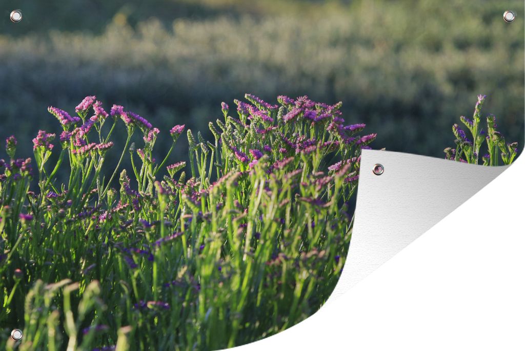 MuchoWow 60x40 cm Outdoor-Poster Gartendeko Sichtschutz Garten Poster für den Garten Limonium-Blüten in einer grünen Landschaft