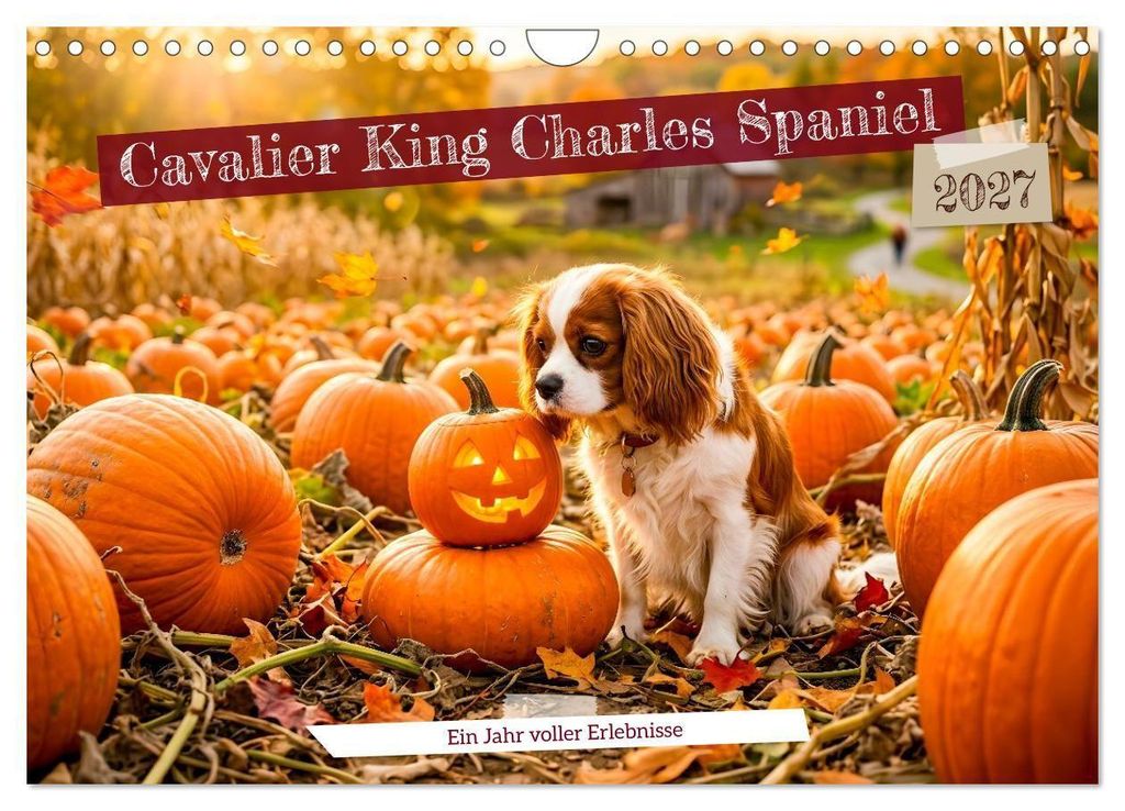 Cavalier King Charles Spaniel - Ein Jahr voller Erlebnisse Produktbild 