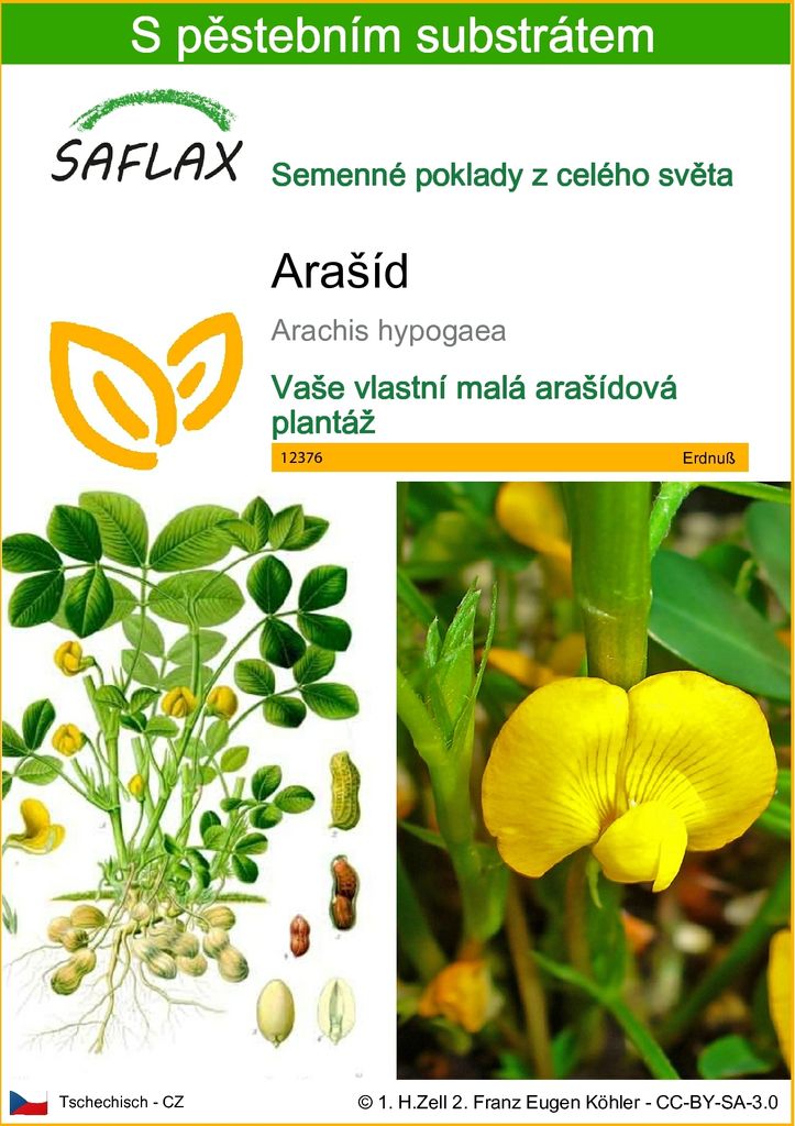 SAFLAX - Arašíd - Arachis hypogaea - 8 Semena - S pěstebním Obrázek produktu 