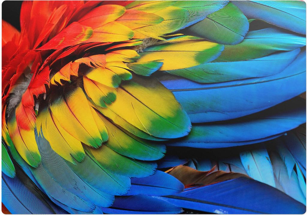 Bunte Papageienfedern – Bodenschutzmatte – Rutschfest – Schutzmatte für Büro – Vinylmatte – Stuhlunterlage –100 x 70 cm