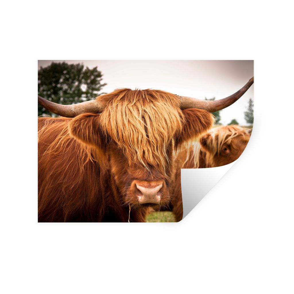 MuchoWow Wandtattoo Wandsticker Wandaufkleber Schottische Highlander - Braun - Gras 160x120 cm Selbstklebend und Repositionierbar - Selbstklebend...