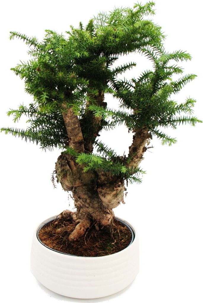 Zimmerbonsai Araucaria cunninghamii Zimmertanne Neuguinea-Araukarie ca. 65cm hoch 26cm Schale Weiß Keramik
