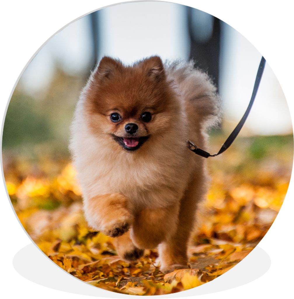 MuchoWow Rundes Wandbild - Runde Bilder Pomeranian im Laub Ø 90 cm Kreis Wanddekoration Kunststoff - Wandkreis - Wandschmuck - Wand-Kreis - Wohn...