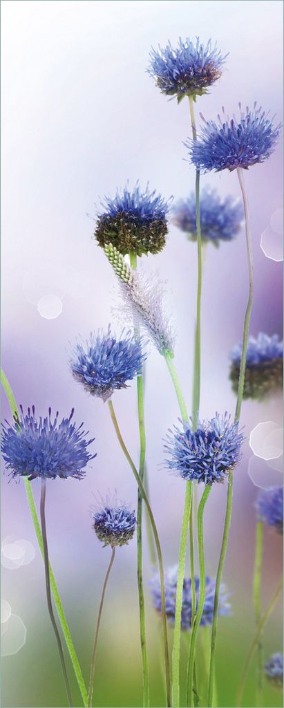 Wallario selbstklebendes Poster - Abstrakte lila Blume, Größe: 50 x 125 cm