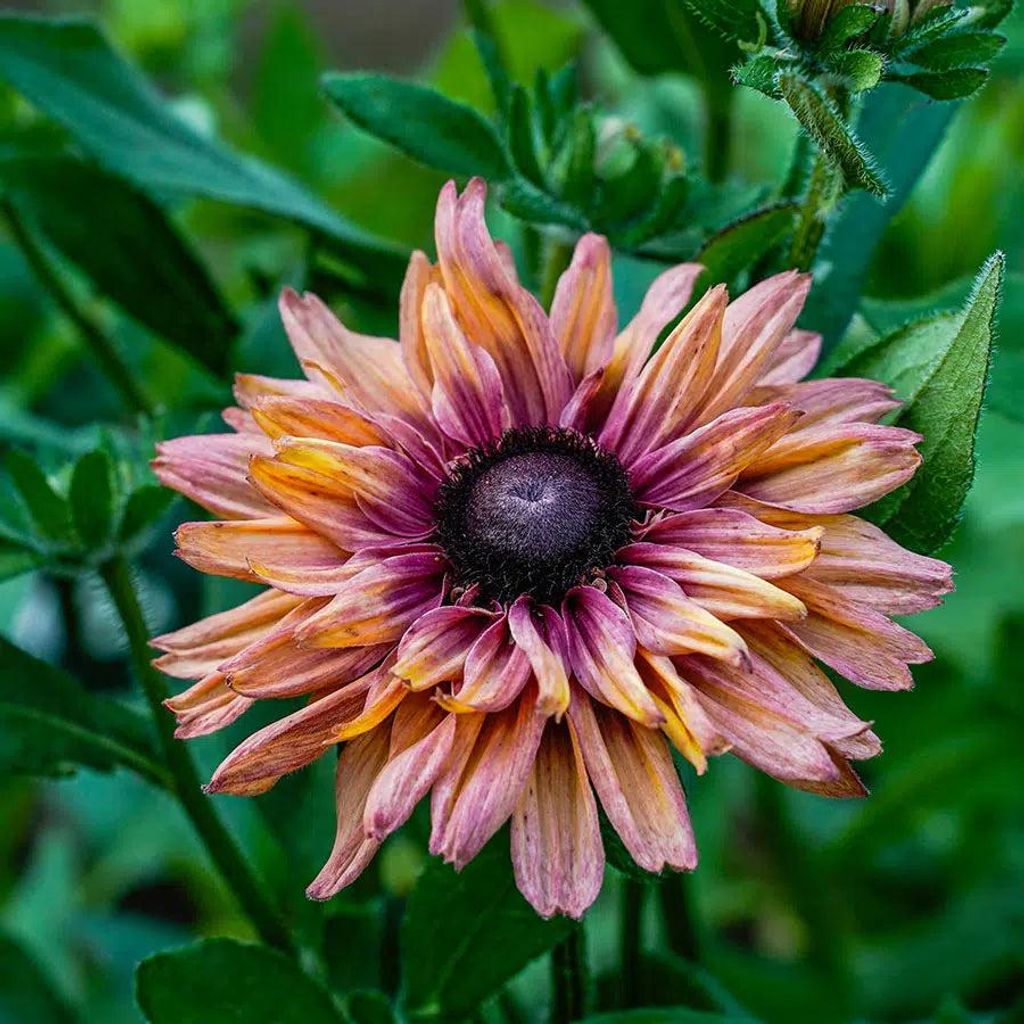 Rudbeckia Sahara Samen – Sonnenhut Karamell Creme Bronze – 25 Korn – Bienenfreundliche Schnittblume – Herbstblüher für Garten, Beet & Bal...