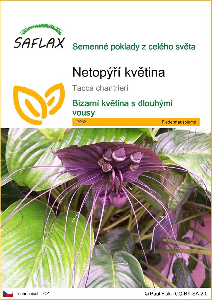 SAFLAX - netopýří květina - Tacca chantrieri - 10 Semena Obrázek produktu 