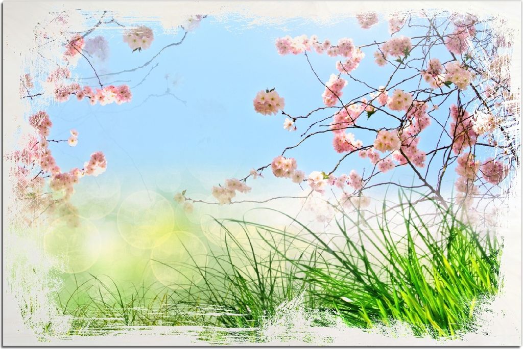 Kunstdrucke Wandbilder Holz in : Brillante Farben, Größe 60 x 90 cm Motiv Kirschblütenzweige und grüne Wiese- Frühling