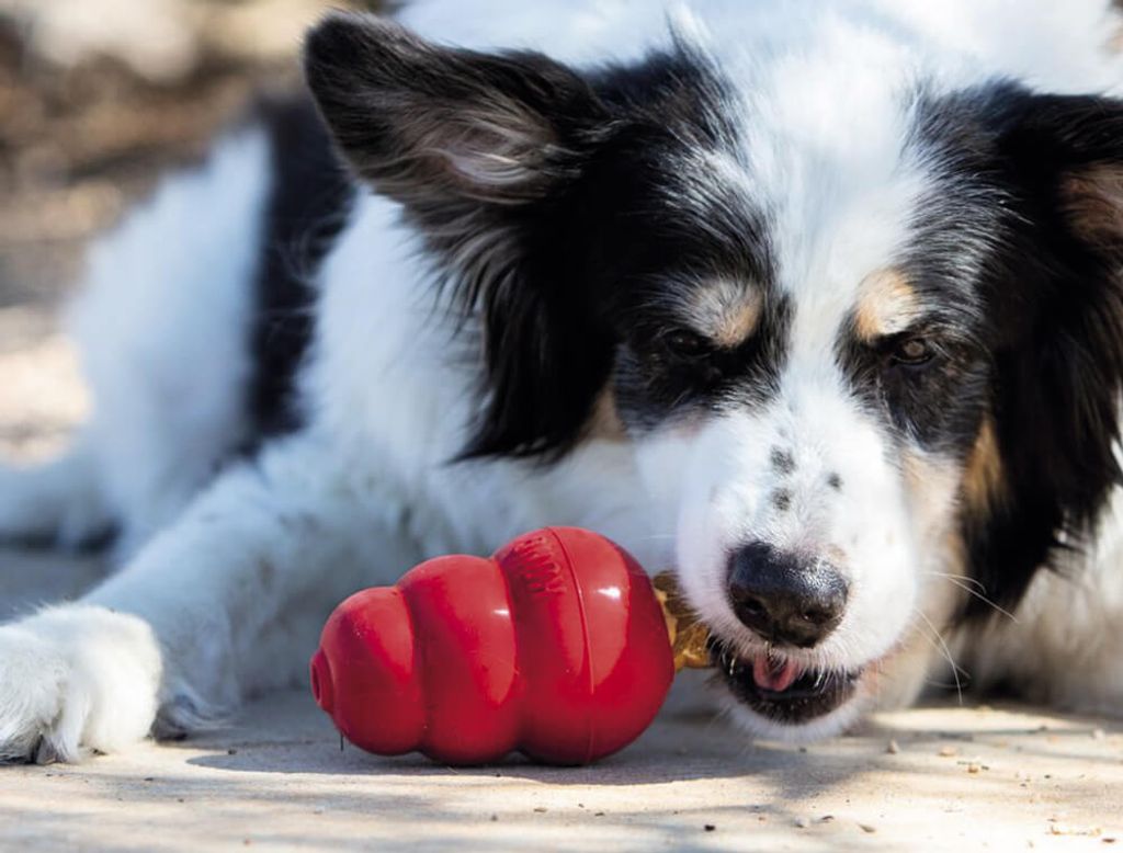 KONG Classic, Hund, Rot, Gummi, Kauend, Abholen, Vereinigte Staaten