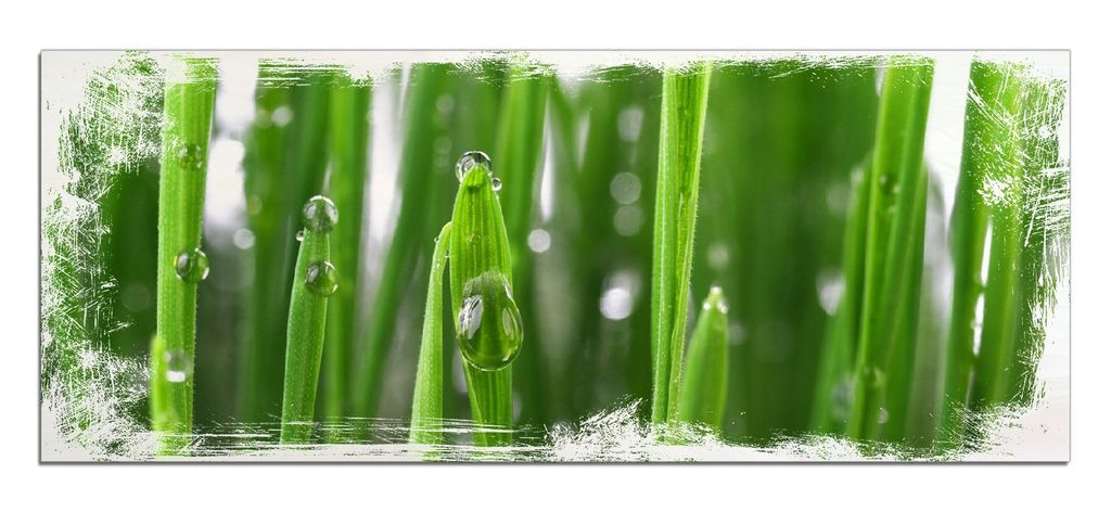 Wallario Kunstdrucke Wandbilder Holz in : Brillante Farben, Größe 50 x 125 cm Motiv Wassertropfen an Grashalmen