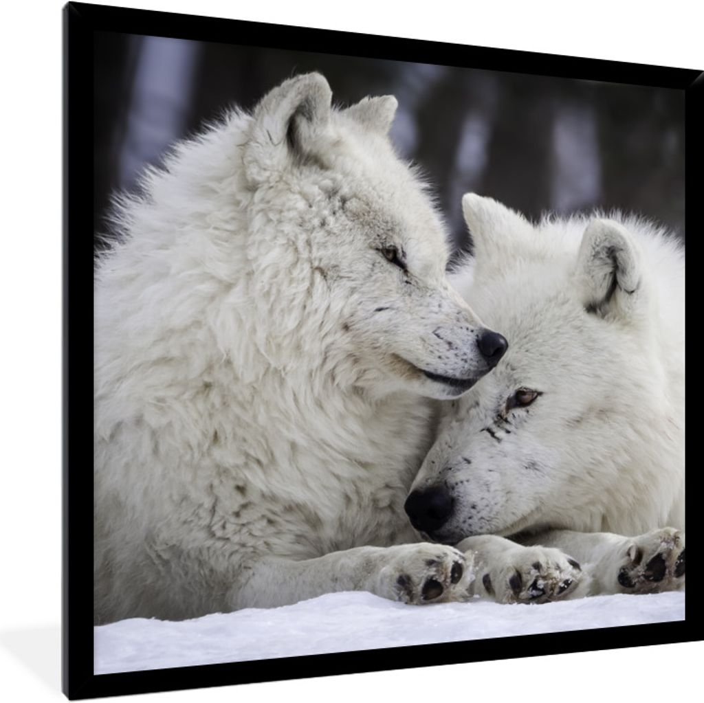 MuchoWow Gerahmtes Poster Wölfe - Schnee - Familie 40x40 cm - Poster mit Schwarzem Bilderrahmen Wandposter Rahmen Foto Bilder - Mit Rahmen - Wan...