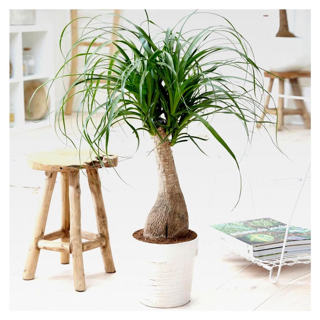 Elefantenfuß Palme für Innenräume - Große Zimmerpflanze, Tropisch, Immergrün, Echt, Ideal für Wohnzimmer und Büro (60-70 cm)
