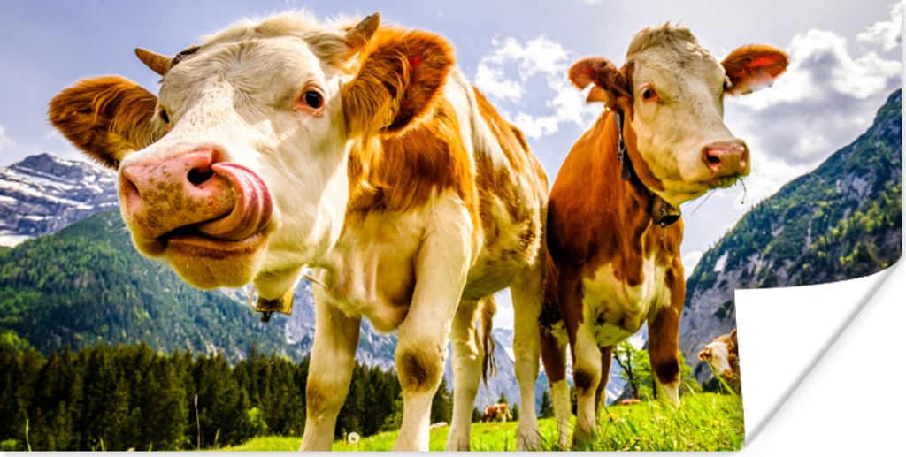 MuchoWow Poster Kühe - Berge - Gras - Landschaft - Alpen 160x80 cm - Foto Poster