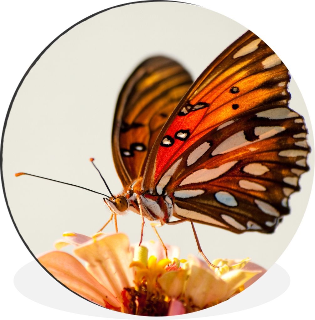 MuchoWow Aluminium Wandkreis Schmetterling - Orange - Blume - Insekten Ø 90 cm Wanddeko Modern Wohnzimmer - Mauerkreis - Wandbilder - Runde Bild...