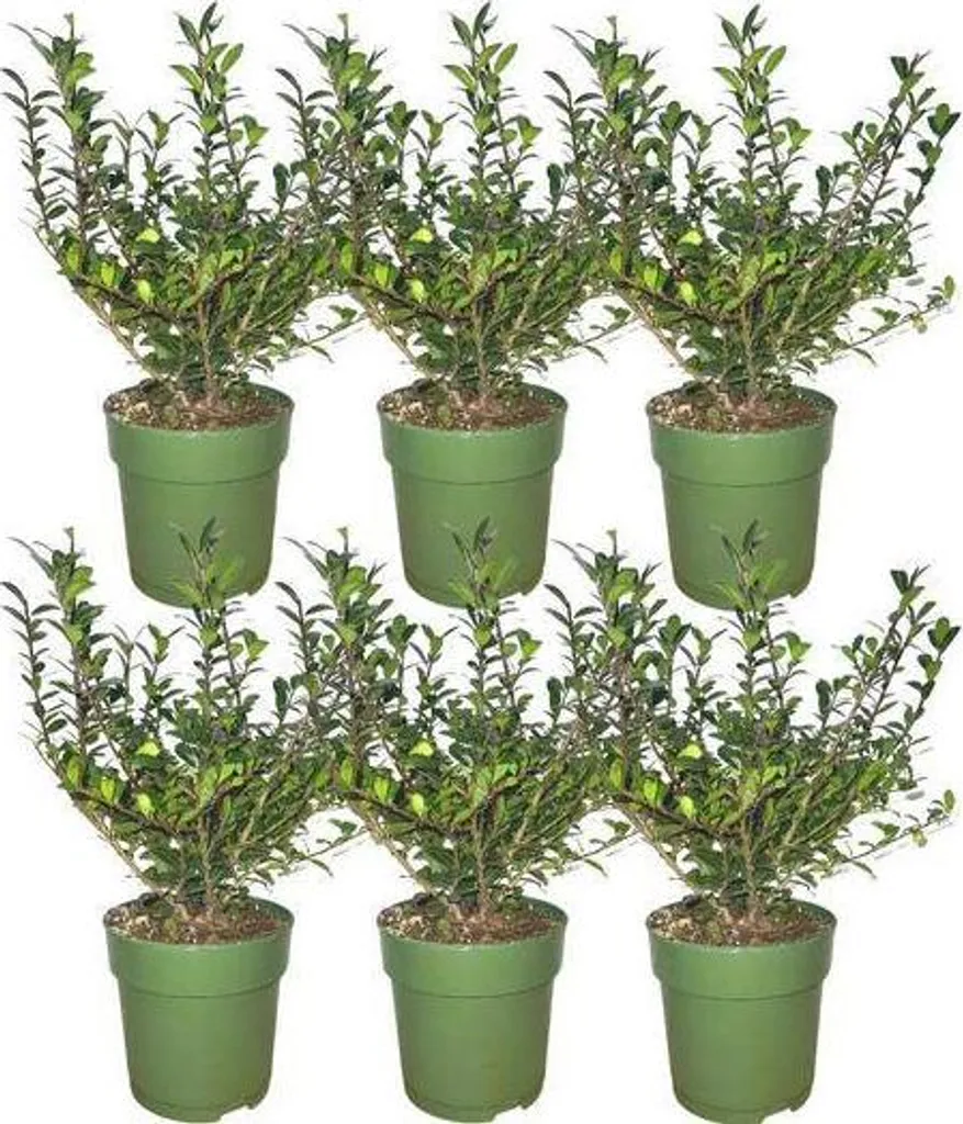 Ilex crenata Jenny houx japonais résistant pour bordure de 1 mètre