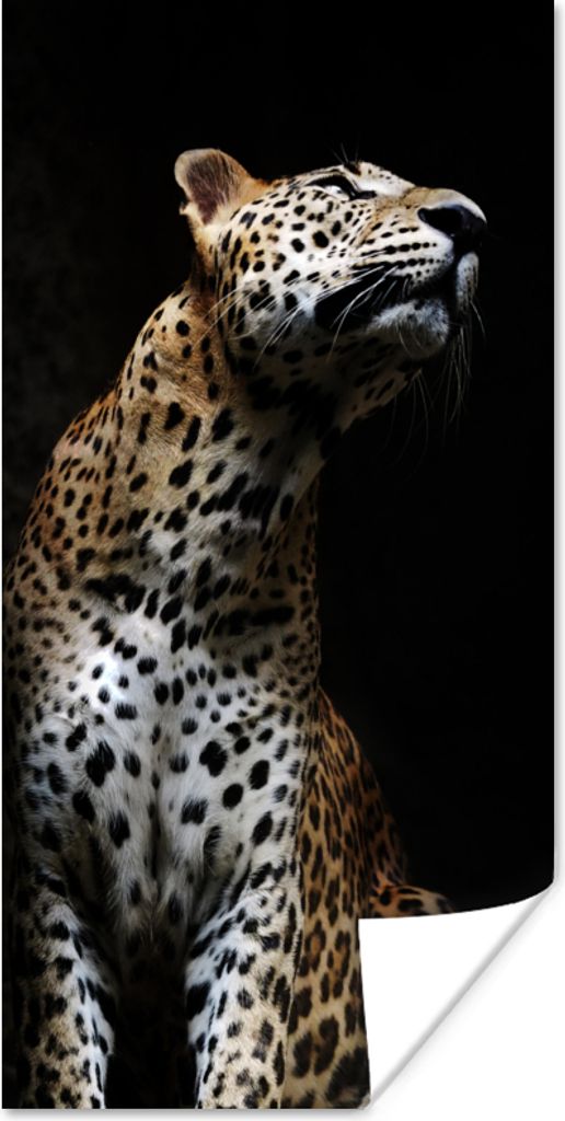MuchoWow Poster Leopard - Schwarz - Farbton 20x40 cm - Plakat - Foto