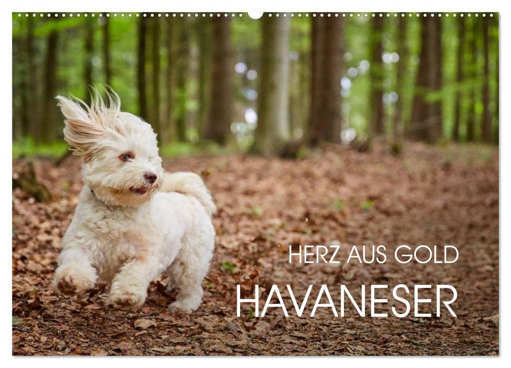 Havaneser - Herz aus Gold (Wandkalender 2027 DIN A2 quer), CALVENDO Monatskalender