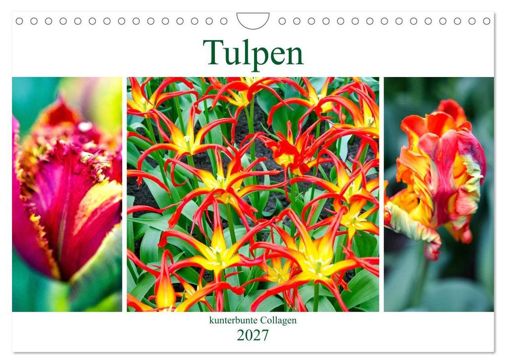 Tulpen - kunterbunte Collagen (Wandkalender 2027 DIN A4 quer), CALVENDO Monatskalender
