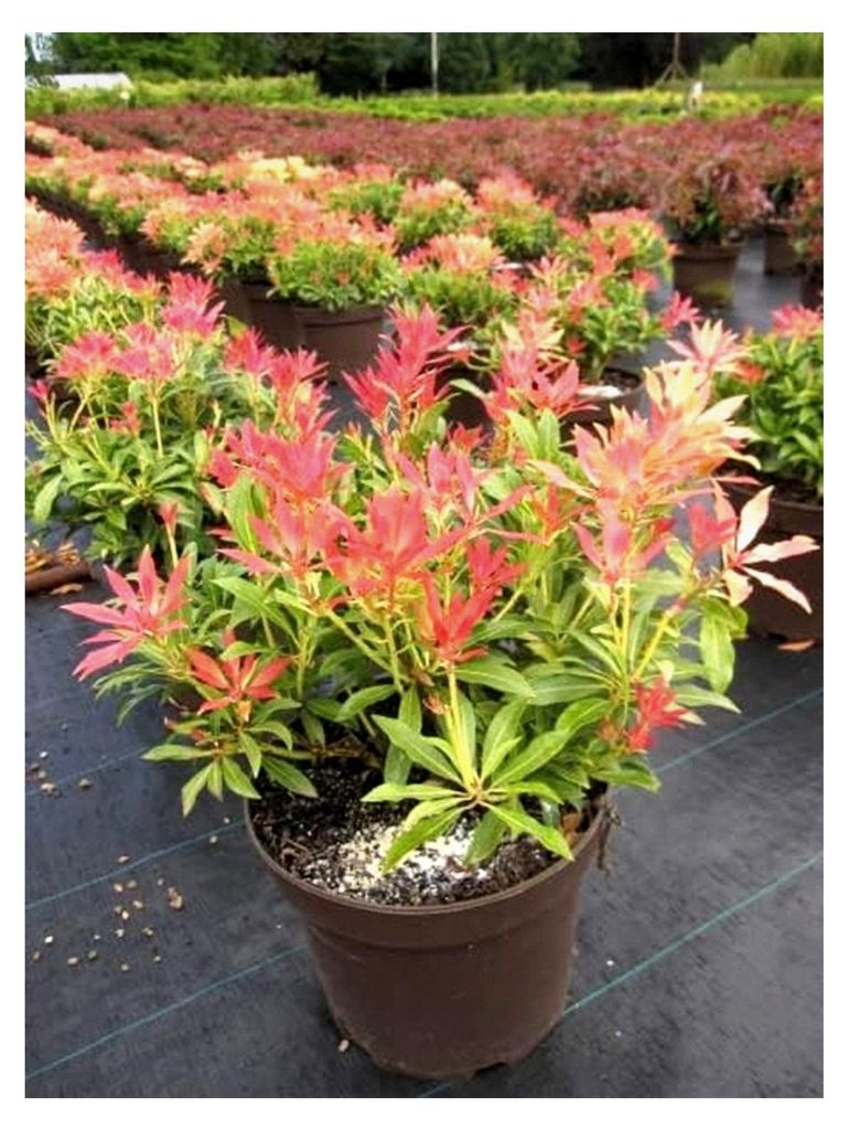 Pieris japonica Forest Flame - japanische Lavendelheide - 30-40 cm
