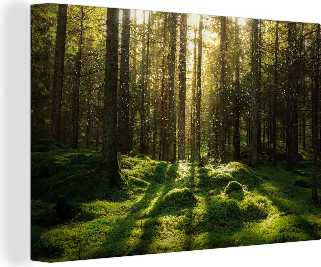 OneMillionCanvasses - Leinwandbilder - 150x100 cm, Bäume - Wald - Moos - Pflanzen - Sonne - Natur, Wandbilder Kunstdruck Wanddekoration - Foto a...