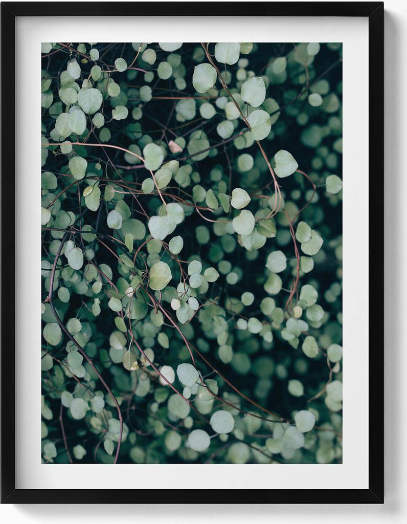 Herabhängende Blätter einer Pflanze– Wandbild mit Rahmen – Gerahmtes Bild – Wanddekoration – 60x80 cm – Schwarz Rahmen