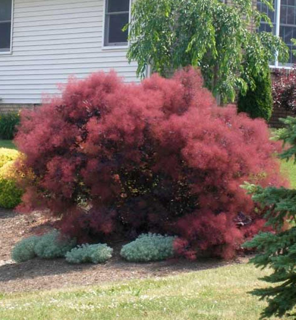 Perückenstrauch ́ROYAL PURPLE ́ 20-30 cm, Cont. 2,5 l