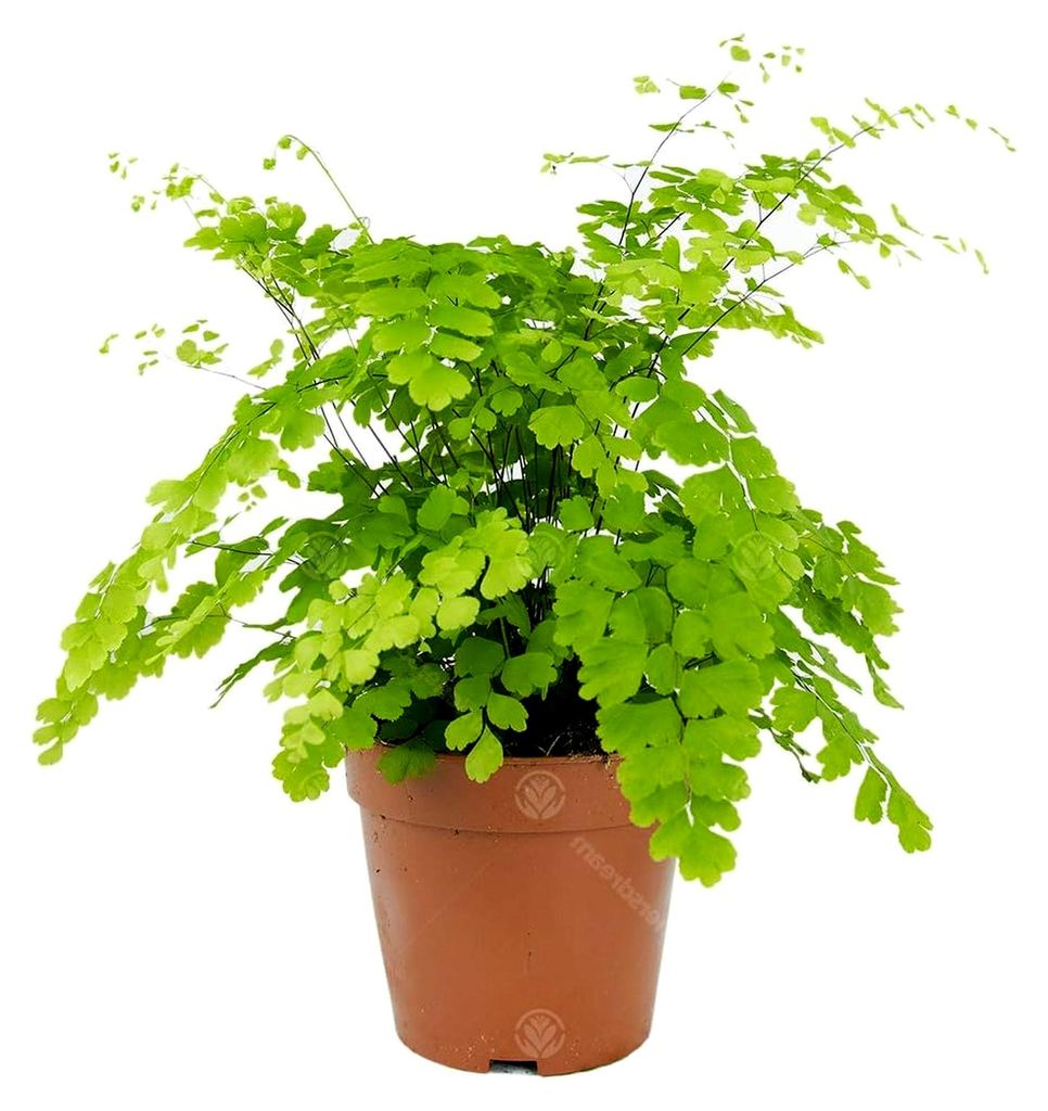 Adiantum raddianum Fragrans Frauenhaarfarn Zimmerpflanze im 12 cm Topf
