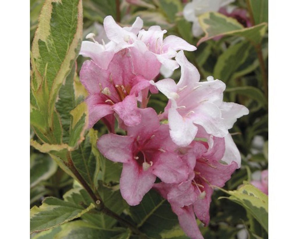 Weigelie FloraSelf Weigela florida 'Nana Kaufland.de