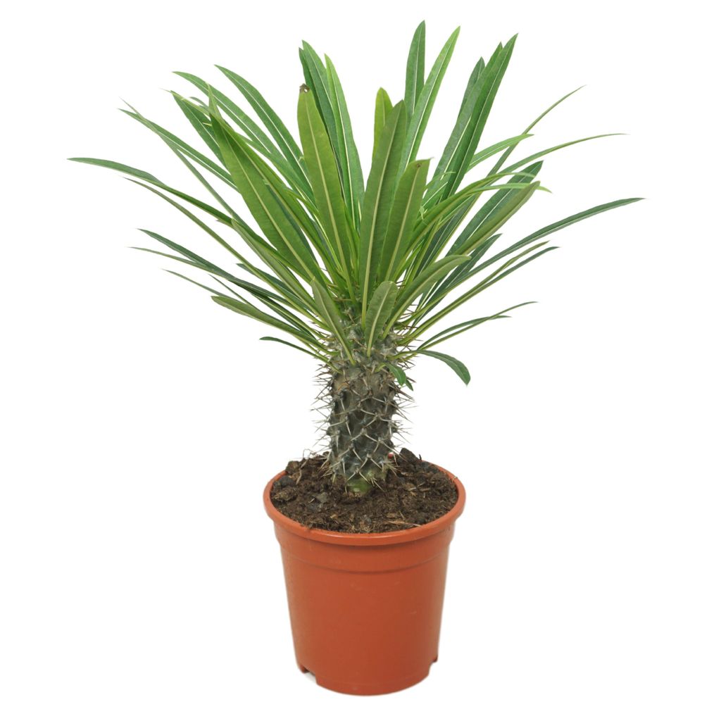 Madagaskarpalme 30cm Pachypodium lamerei Produktbild 