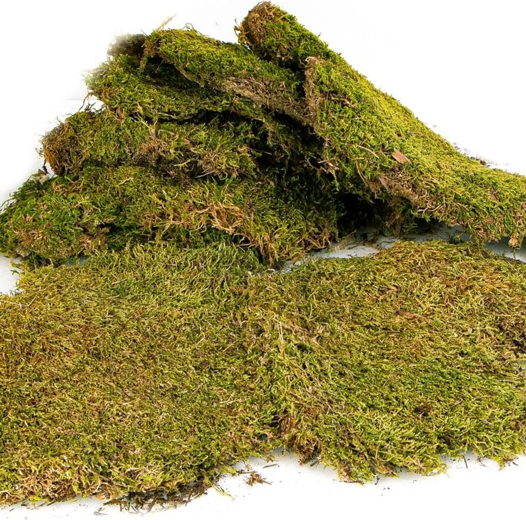 Tapis mousse naturelle 35x28cm Terrario Shadow Forest haute densité - 5
