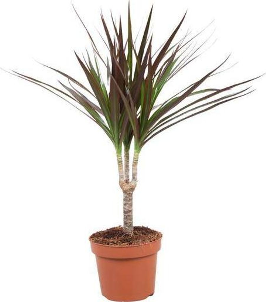 Drachenbaum Dracaena Magenta Ø12cm Höhe 50cm pflegeleicht Zimmerpflanze Deko