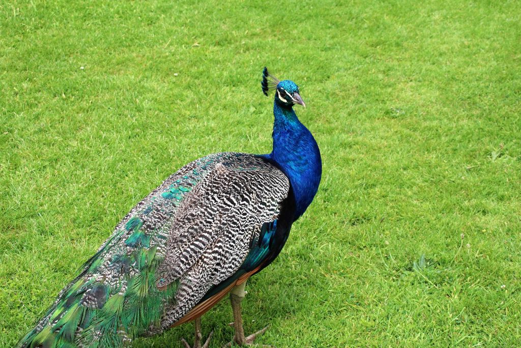 hansepuzzle 19444 - Pfau Puzzle, 2000 Teile, Tierwelt, 90,0 x 60,0cm mit hochwertiger Aufbewahrung, Kartonbox und wiederverschließbarem Beutel