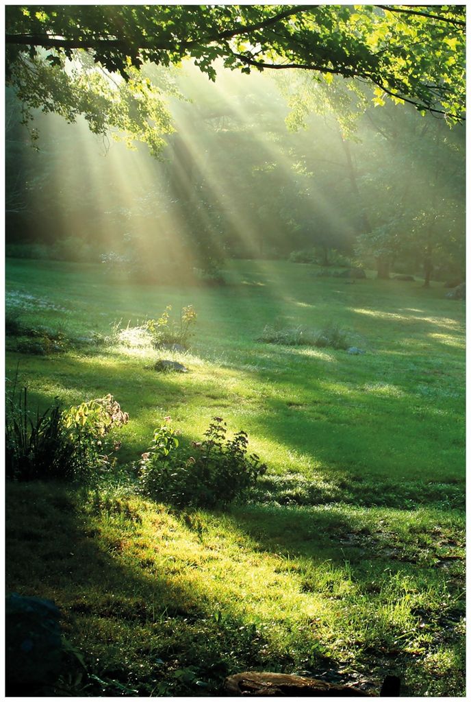 Wallario Premium Glasbild, freischwebende Optik, kräftige Farben, Größe 90 x 60 cm Motiv Sonnenstrahlen im Wald