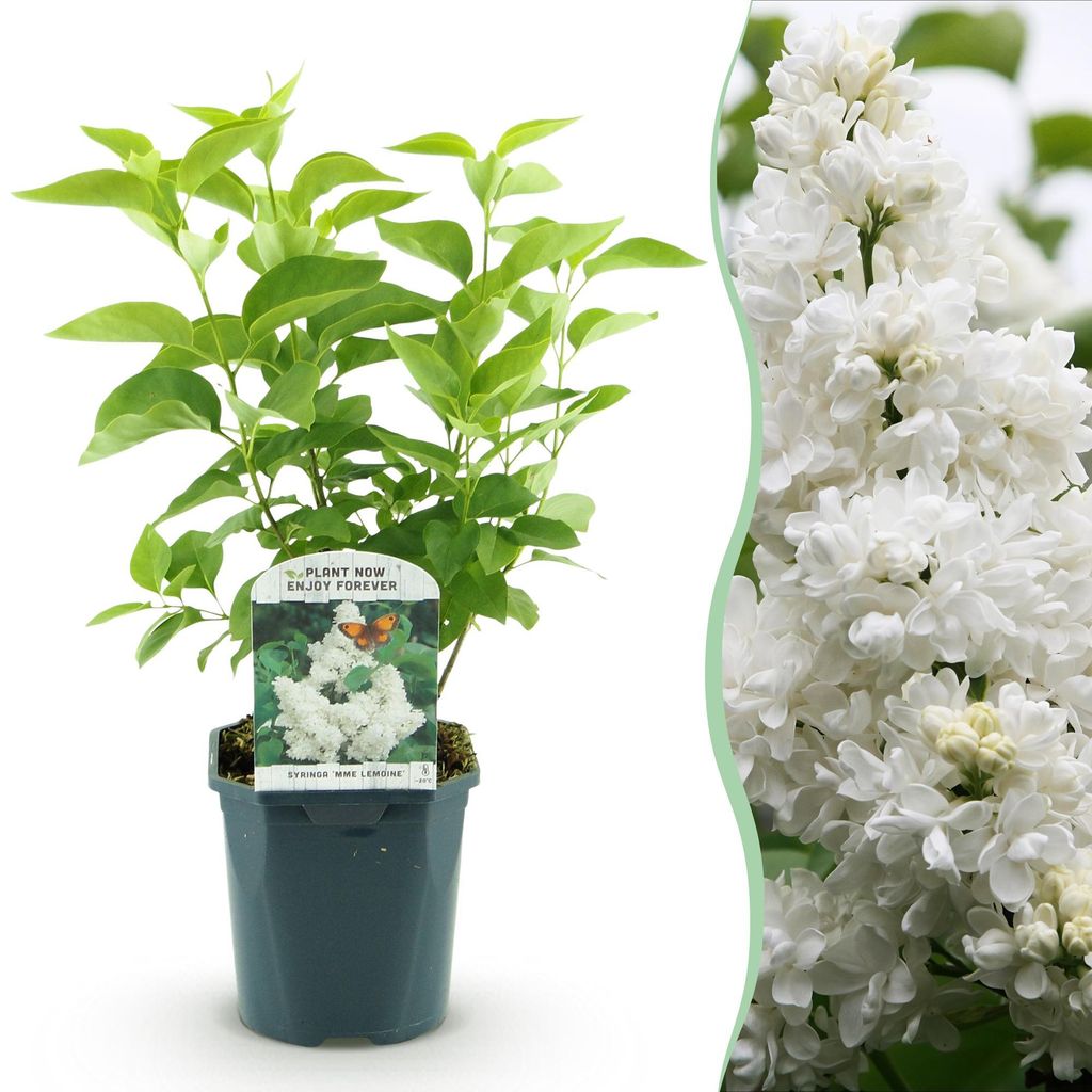 Green boutiQ - Plante de jardin - Syringa vulgaris mme Image du produit 