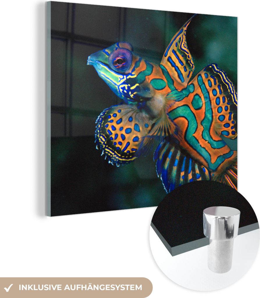 MuchoWow Glasbilder - Bilder auf Wandbild - Foto auf Glas Fisch - Meer - Orange 50x50 cm Wanddekoration aus Glas - Acrylglasbild - Acrylbilder - Wa...