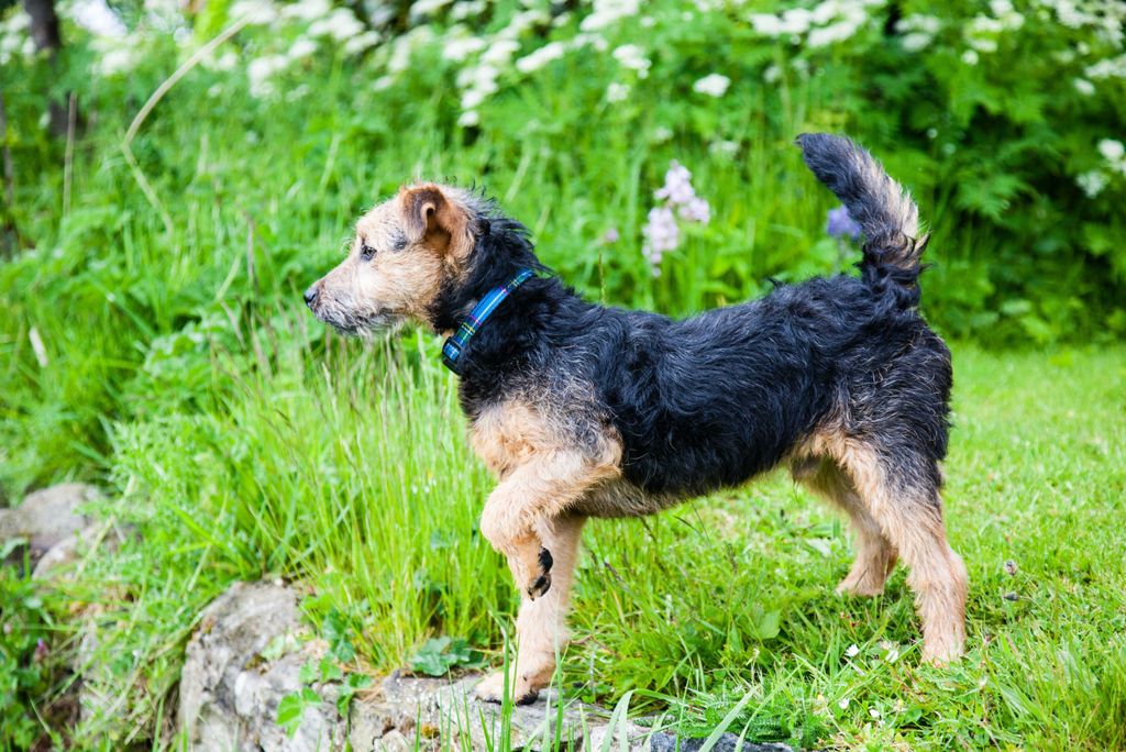 hansepuzzle 41264 - Terrier Puzzle, 2000 Teile, Tierwelt, 90,0 x 60,0cm mit hochwertiger Aufbewahrung, Kartonbox und wiederverschließbarem Beutel