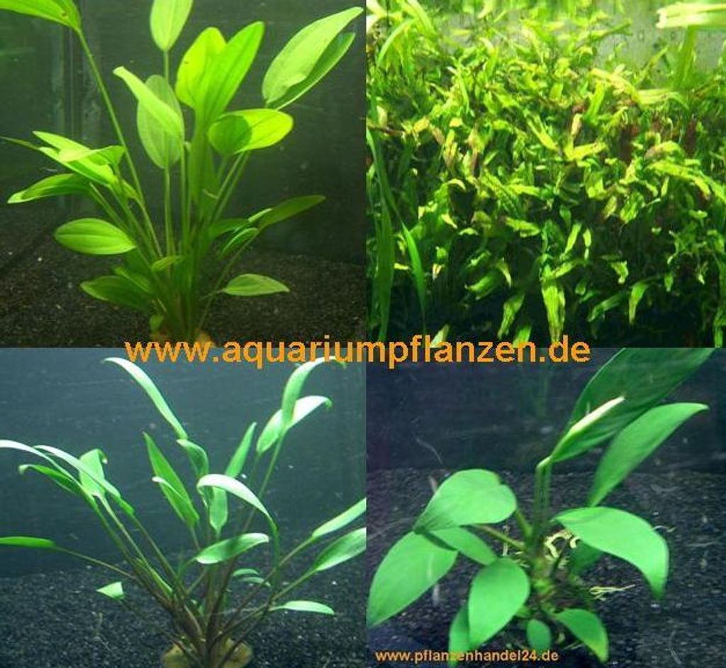 je 1 Topf Echinodorus, Javafarn, Anubia, Crypto