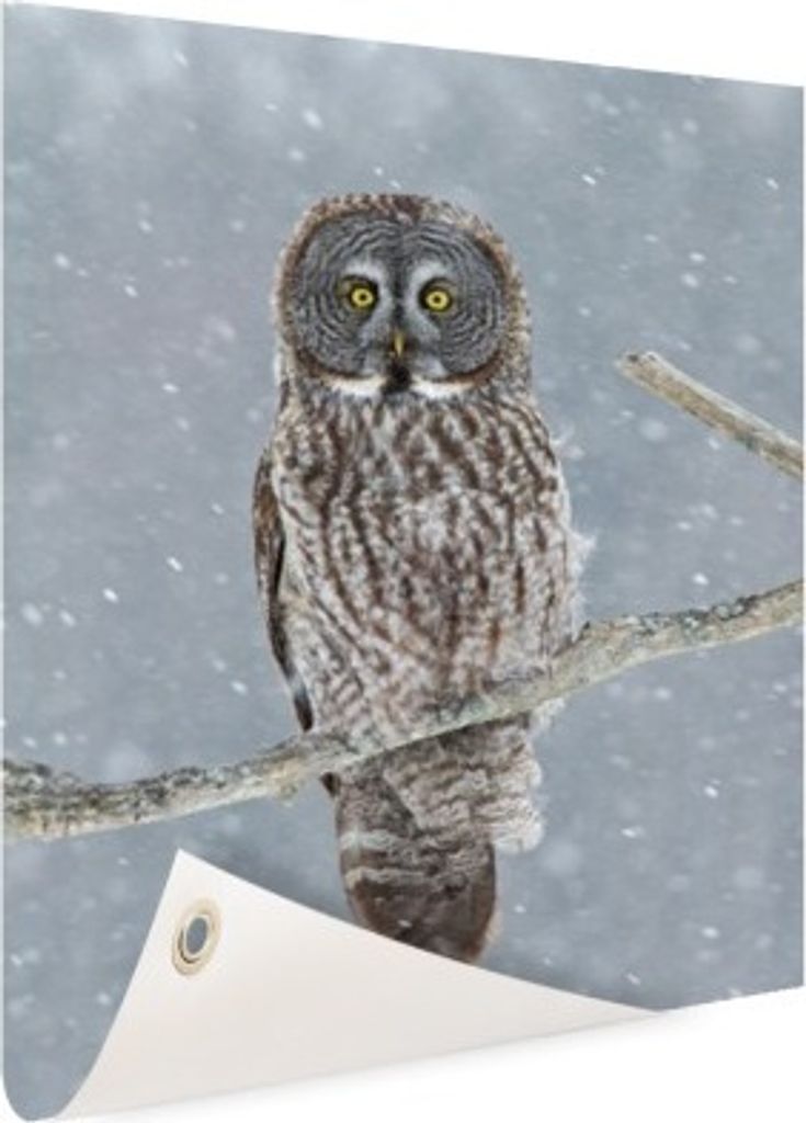 Gartenposter - 80x120 cm - Eule im Schnee - Modernes Waldtiere Bilder